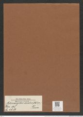 Actinocyclus ovalis (Norm.) Grun. (de-Toni-Nr.: Genus 195, Species 4789) Zeichnungen Sammlung Grunow Mappe 04650 (Herbarium_W_Grunow_drawings_Folder_04650)